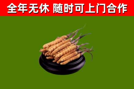 崖州烟酒回收冬虫夏草.jpg